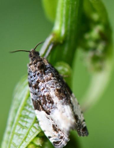 Hedya pruniana